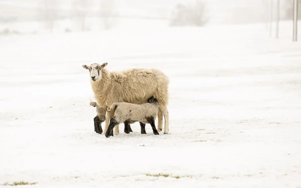 Neugeborene Lämmer im Schnee — Stockfoto