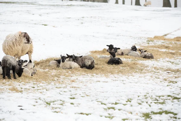 Newborn lambs in the snow — Stock Photo, Image