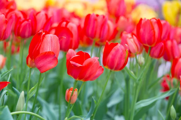 Rode bloemen — Stockfoto