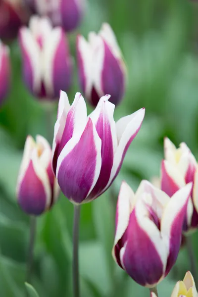 Paarse tulpen — Stockfoto