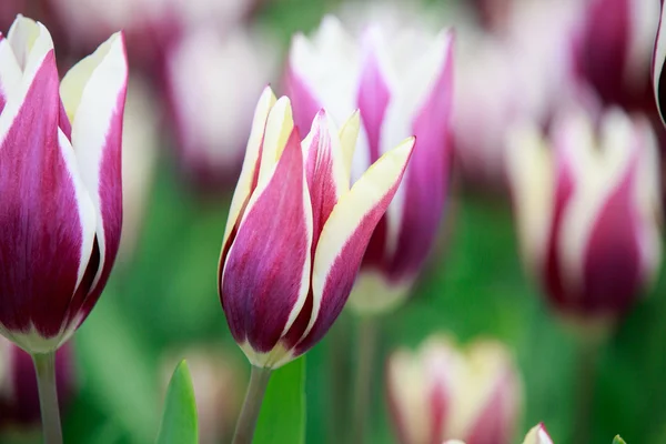 Lilla tulipaner – stockfoto