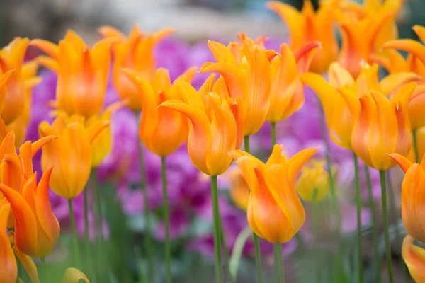 Orangenblüten — Stockfoto