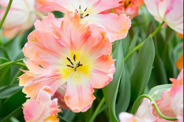 Rosa blommor — Stockfoto