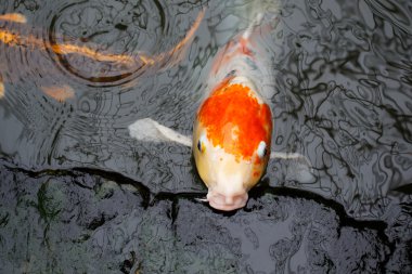 koi sazan balığı.