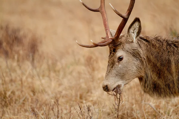 Reindeer — Stock Photo, Image