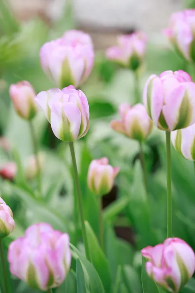 Bloemen — Stockfoto