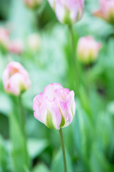 Blumen — Stockfoto