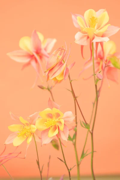 Flores naranjas —  Fotos de Stock