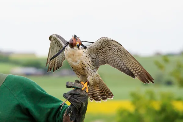 Falconeria — Foto Stock