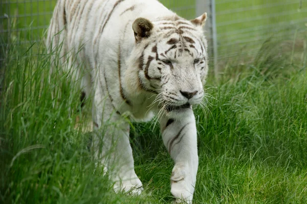 Білий бенгальський тигр — стокове фото