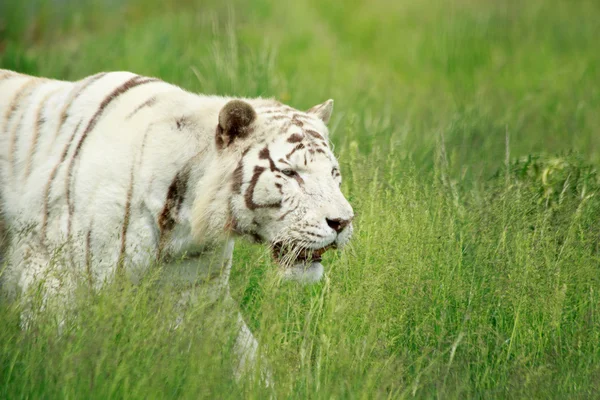 Tigre del Bengala Bianco — Foto Stock