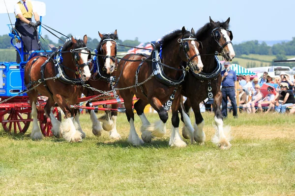 Caballos Comarca — Foto de Stock