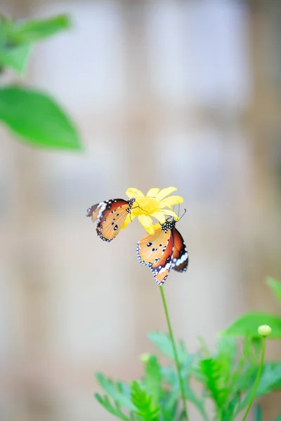 Mariposa. —  Fotos de Stock