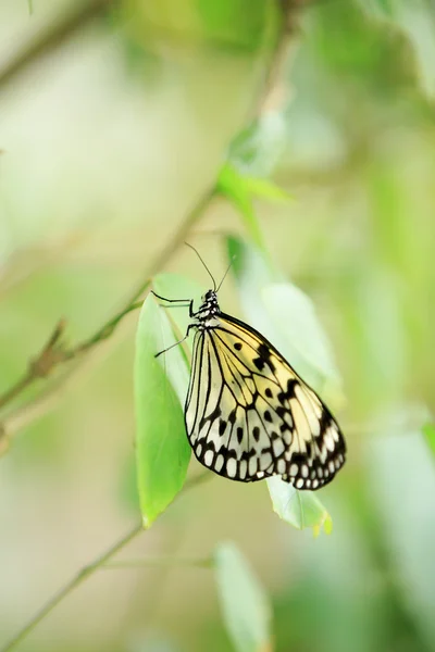 Vlinder — Stockfoto