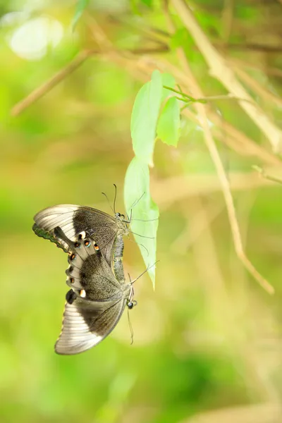 Mariposas —  Fotos de Stock