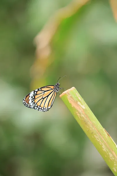 Vlinder — Stockfoto