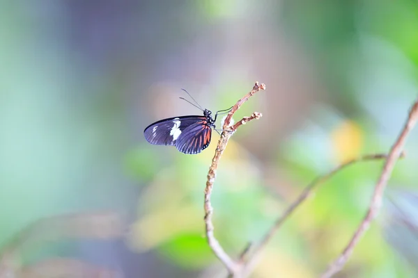 Borboleta — Fotografia de Stock