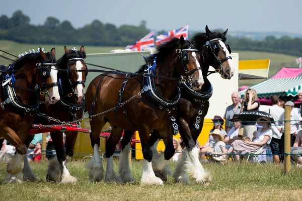 Chevaux de comté — Photo