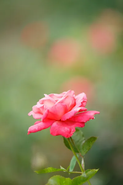 Röd blomma — Stockfoto