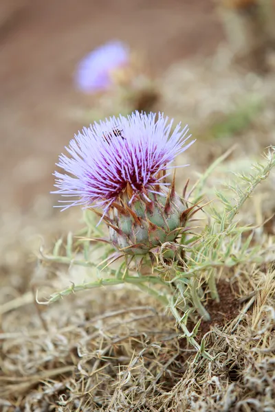 İskoç thistle — Stok fotoğraf