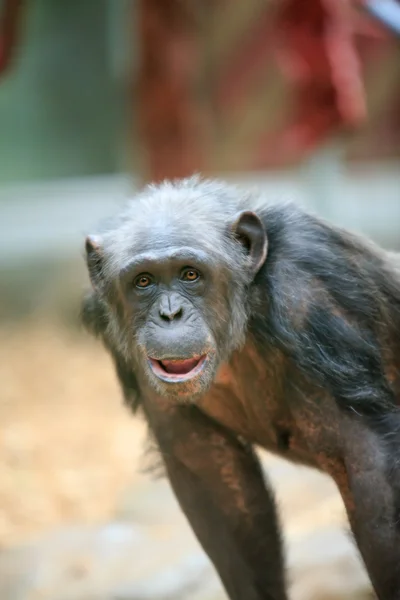 Chimpansee — Stockfoto