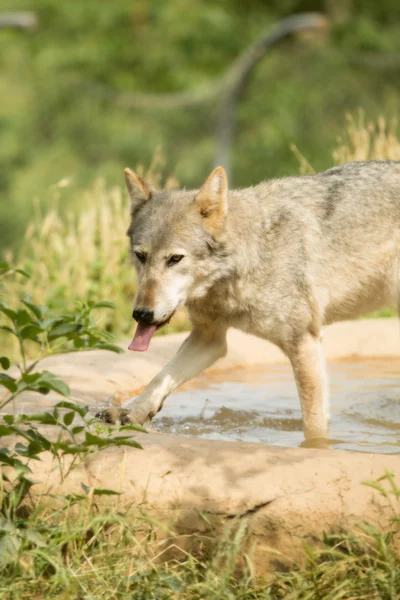 Grey Wolf — Stock Photo, Image