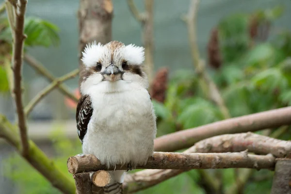 Kookaburra — Stockfoto