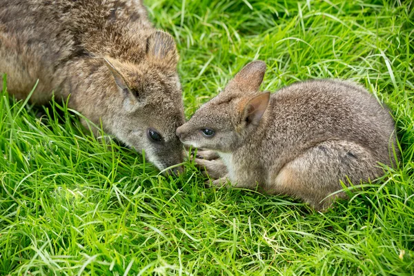 Mãe e bebê canguru — Fotografia de Stock