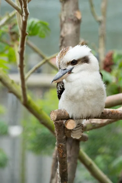 Kookaburra — Stockfoto