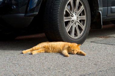 tekir kedi