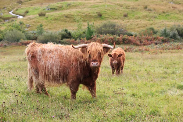 Vaches des Highlands — Photo