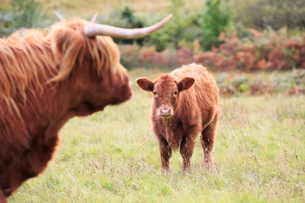 Vacas das terras altas — Fotografia de Stock