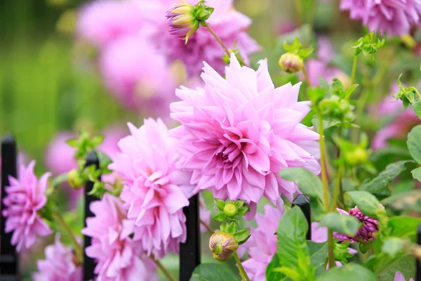 Flores rosadas — Foto de Stock