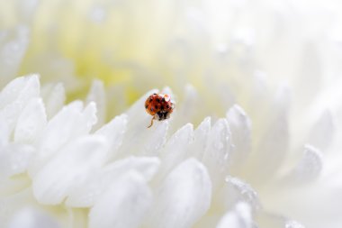 Ladybird beyaz çiçek