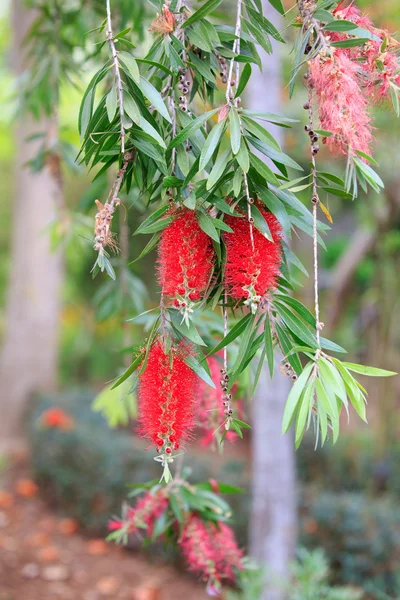 Red Flowers — Stock Photo, Image