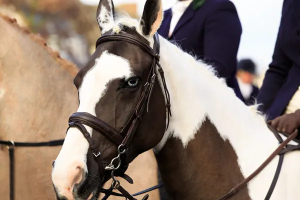 Cavalo — Fotografia de Stock