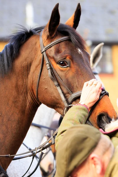 Cavallo — Foto Stock