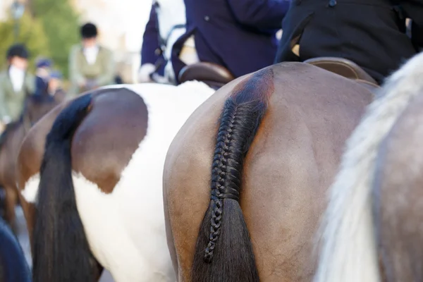 Coda di pony — Foto Stock