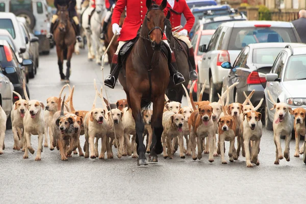atlar ve av köpekleri