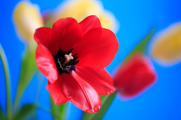 Frühlingsblumen — Stockfoto