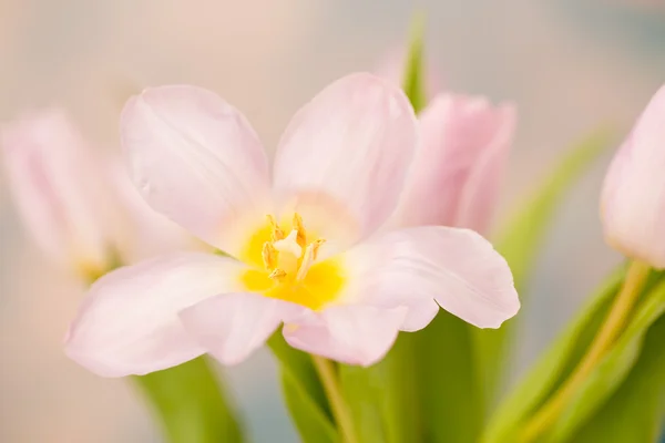 粉红色的春天的花朵 — 图库照片