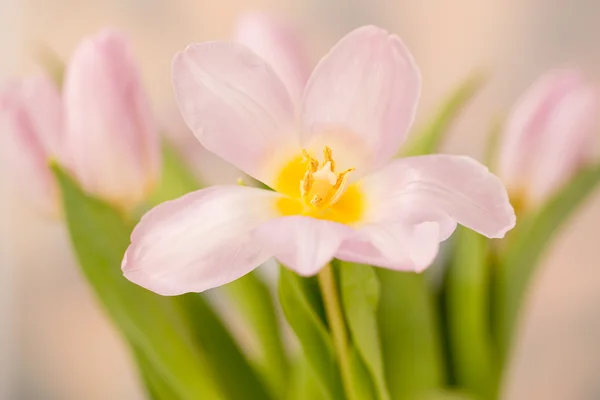 Pembe çiçekler bahar — Stok fotoğraf