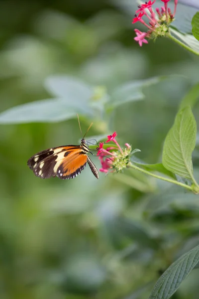 Borboleta — Fotografia de Stock