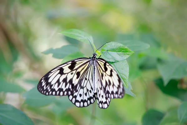 Mariposa. —  Fotos de Stock