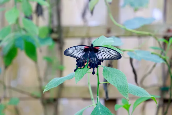 Borboleta — Fotografia de Stock