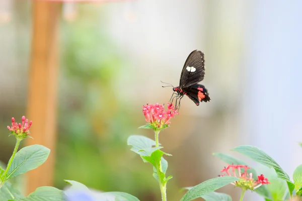 Borboleta — Fotografia de Stock