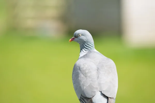 Taube — Stockfoto