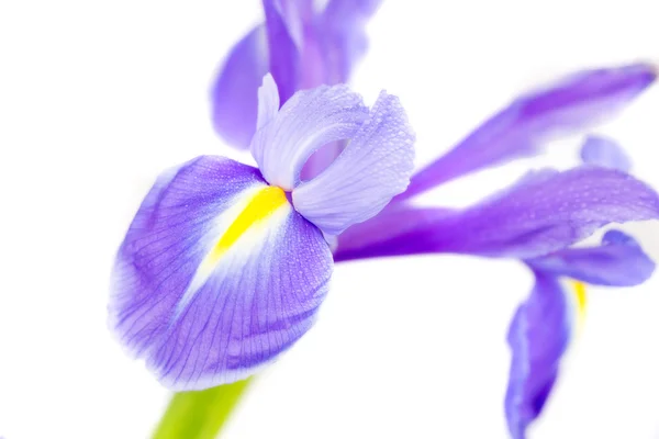 Flor azul — Fotografia de Stock