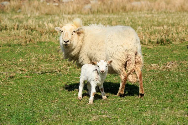 Sheep — Stock Photo, Image