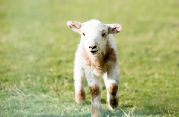 Lamb — Stock Photo, Image